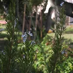 Anatra Διαμέρισμα *