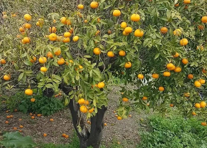 Anatra Appartamento *