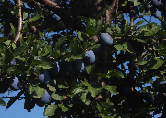 Appartamento Anatra *