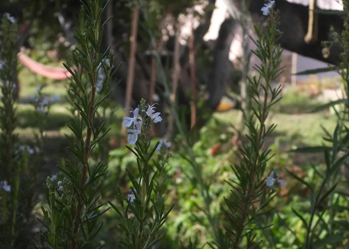 Anatra Appartamento *